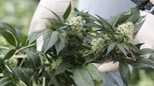 Busselton police find teenager with cannabis 