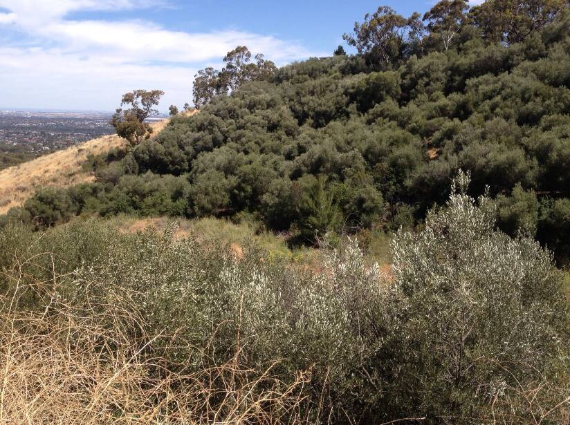'Feral' olives have been declared a weed in South Australia. Picture by J Donnelley.