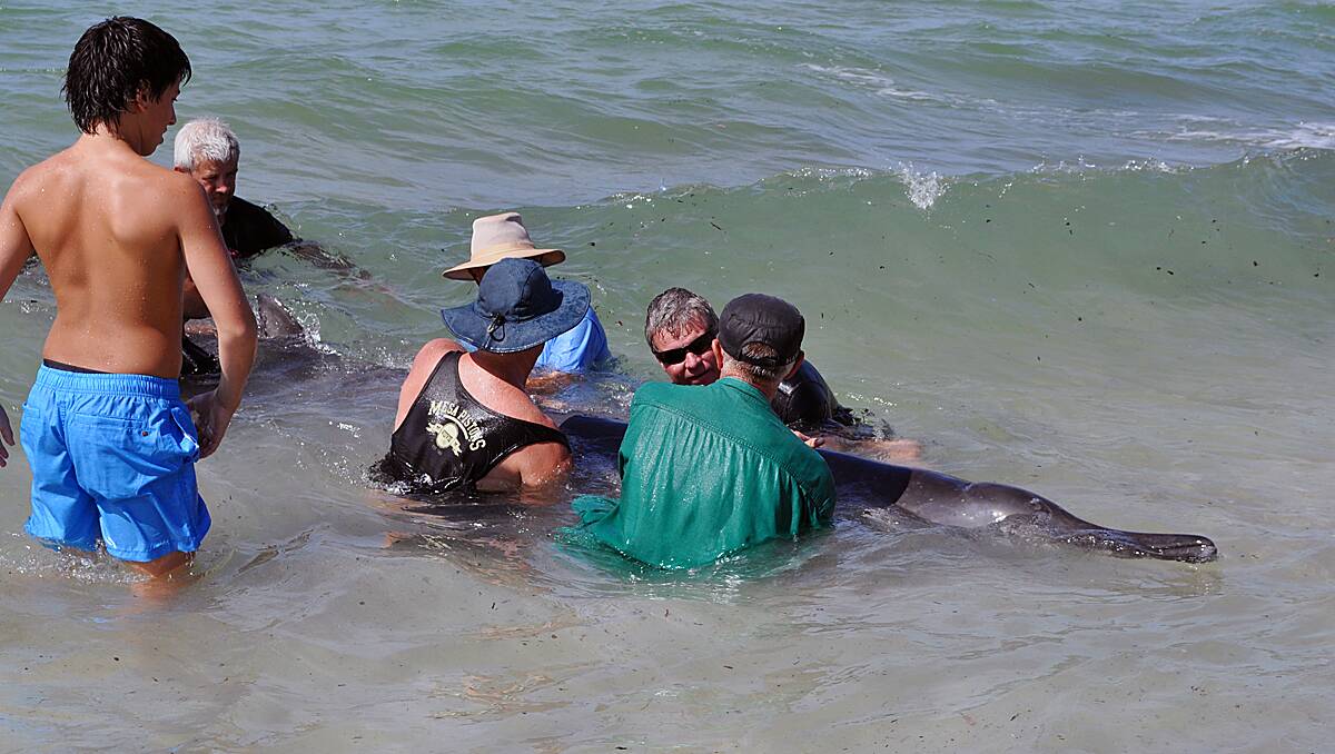 Several people worked towards helping the whales that had beached yesterday afternoon.