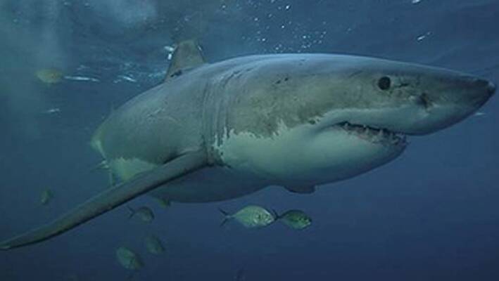 A shark has been spotted 10m from shore in Busselton.