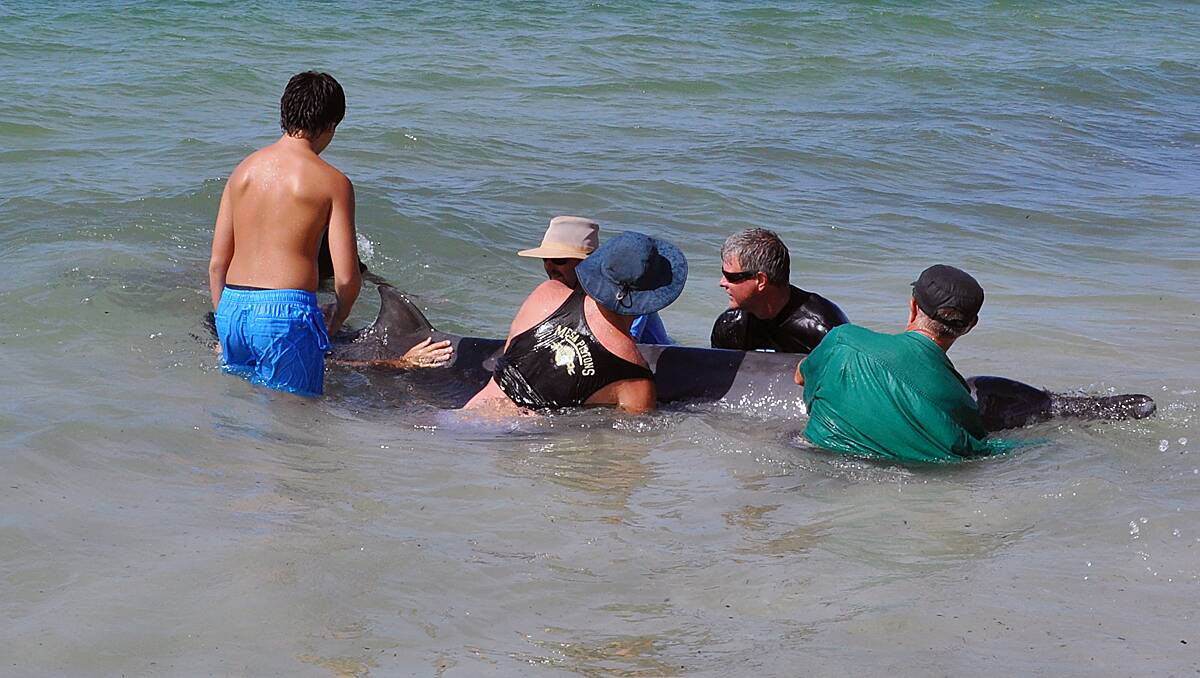 Several people worked towards helping the whales that had beached yesterday afternoon.