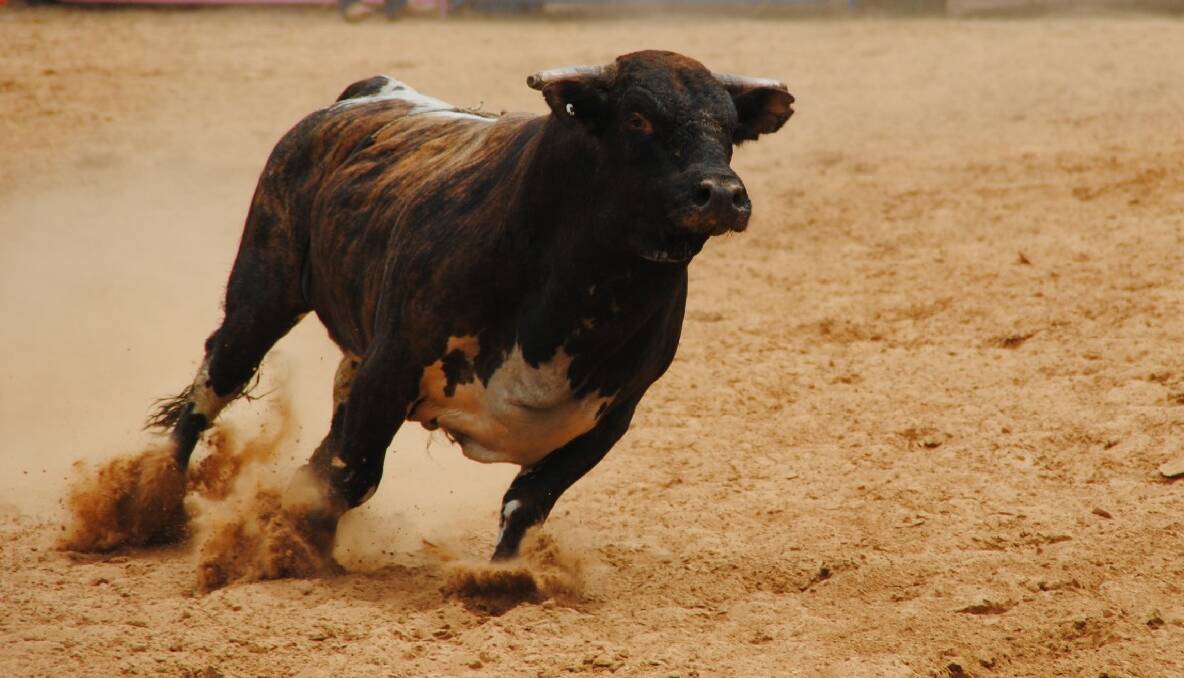 A bull takes a lap of the arena rather than going back in the stocks.