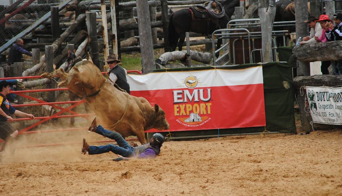 Dangerous: Steven Brown lands hard after being thrown during the novice bull ride.