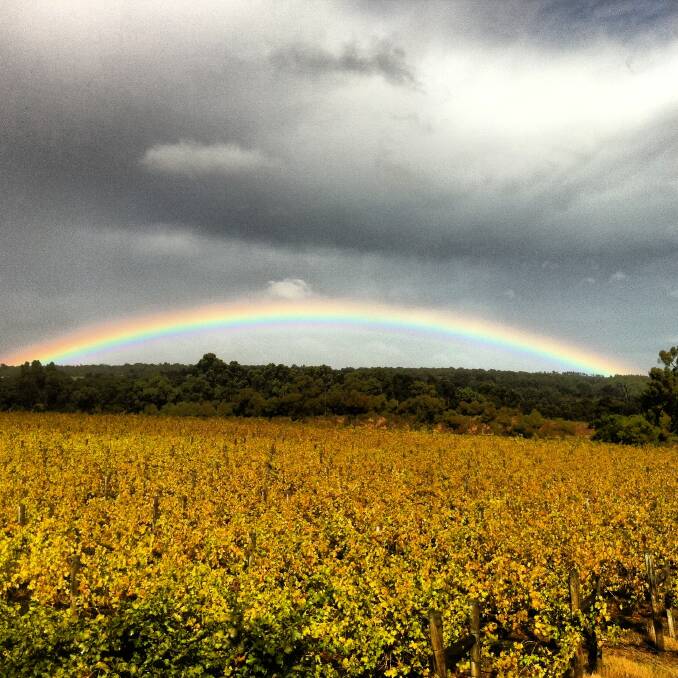 Double rainbow over Evans and Tate vineyard. Photo: Richard Morrant
