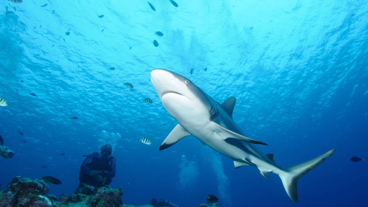 The state government has expanded its shark monitoring network to Busselton.