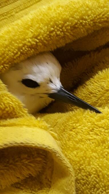 Little white tern saved on March 23. Photo supplied by Jenifer James.