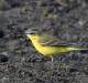 Surprise: Busselton got a rare visit from a yellow feathered friend. Picture: Ray Walker.