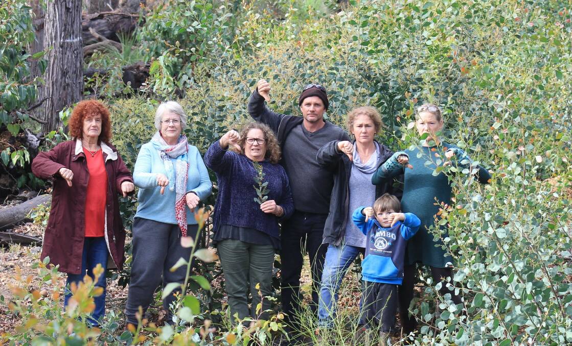 Barrabup Conservation Group are gobsmacked an invasive wattle was planted in a section of old growth forest being rehabilitated. Image supplied. 