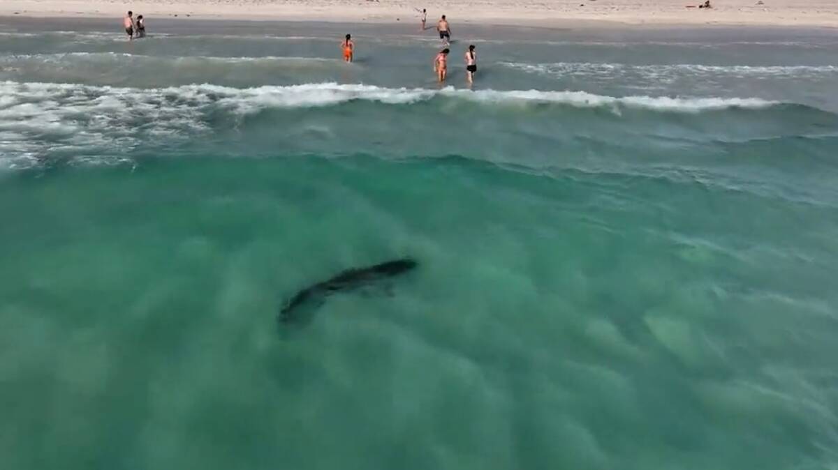 Footage captures tiger sharks just metres from swimmers at WA beach. Pictures by Toby Nicol