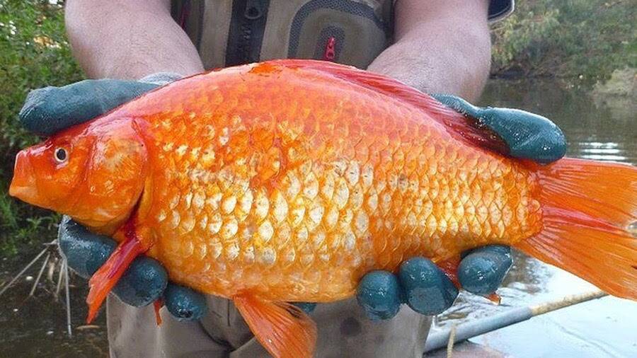 Local businesses launch new beer to tackle giant goldfish in south west waterways