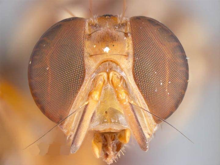 BILLION DOLLAR PEST: Queensland fruit fly outbreaks are still happening around the country despite a costly "ongoing fight".
