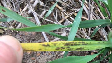 Maximus CL barley at Wittenoom Hills showing the leaf marks typical of the Spartacus yellows physiological leaf spotting. Photo by Andrea Hills, DPIRD.