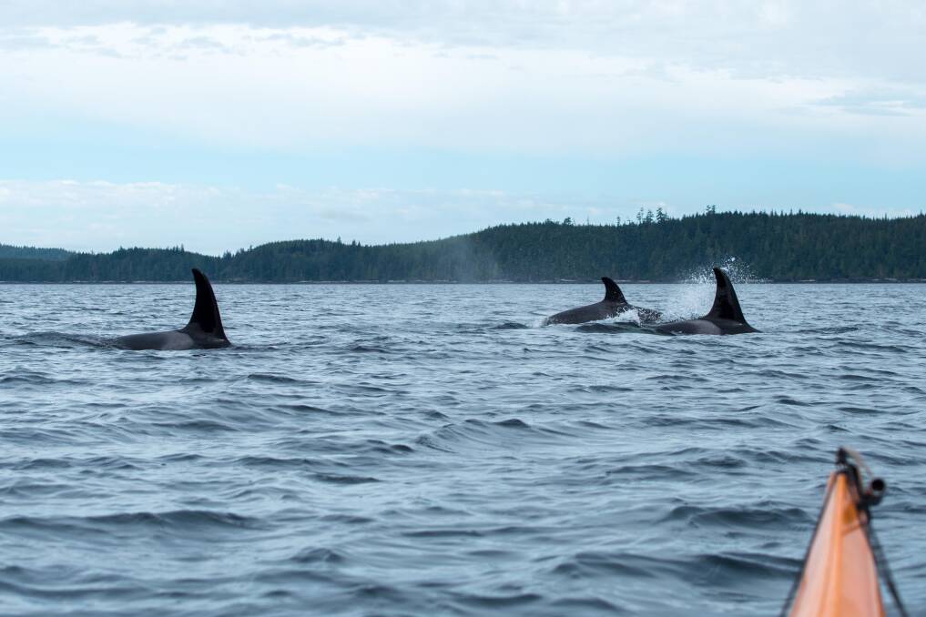 WILD: As close as you'll want to get kayaking with orcas. Image: Jenn Dickie