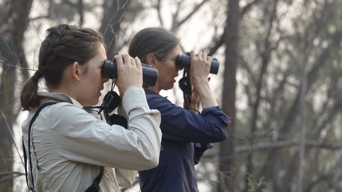 Researcher Claire Taylor (left) and manager, Helen Osmond, seek out the birds to shoo them towards the net. Picture: Steve Evans
