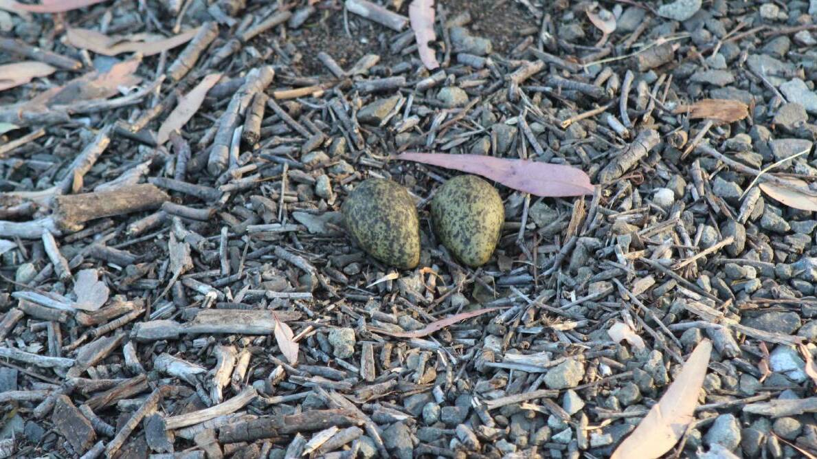 Two eggs on the blue metal driveway.