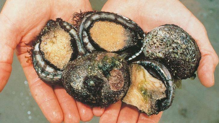 Condition warning for abalone fishers on Saturday