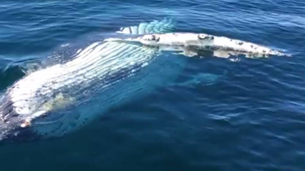 Busselton fisherman has whale of a time | Video