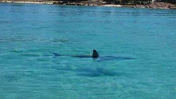 A report has been made to Surf Lifesaving WA that a shark was spotted one kilometre offshore near the Busselton Jetty.