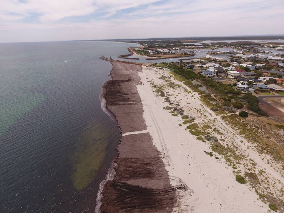 Drone image of the western side of Port Geographe where 20,000 cubic metres of seagrass wrack has built up. Image supplied.