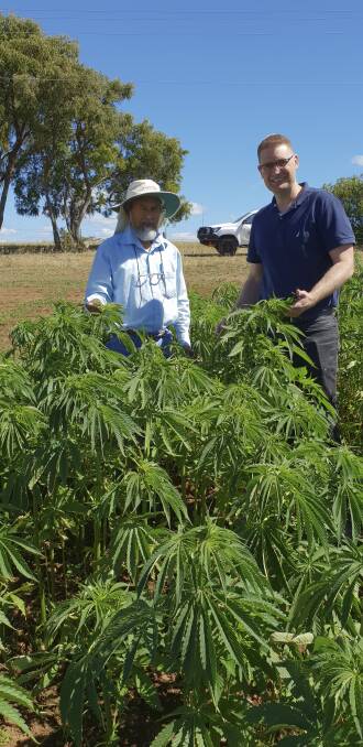 DPIRD and research scientist Shahajahan Miyan and horticulture
director Rohan Prince examine a seeding rate trial of industrial hemp at Manjimup. Image supplied.