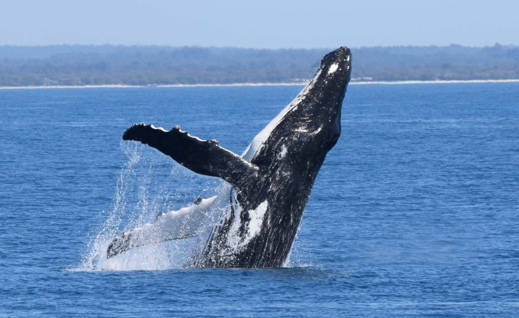 A humpback whale breaching the water in Geographe Bay. Photo by Emma Kirk