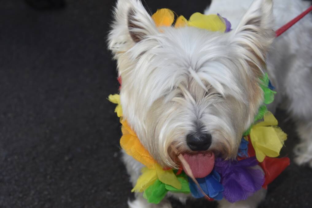 Rainbow Dog Walk returns to raise money for Busselton Hospice Care Inc