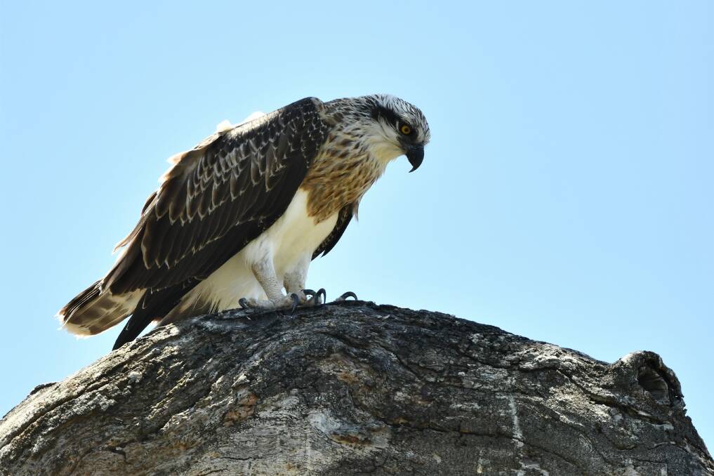 This photo of an osprey eagle at Meelup Beach was taken by bird photographer Joop van den Ouweland from the Netherlands. 