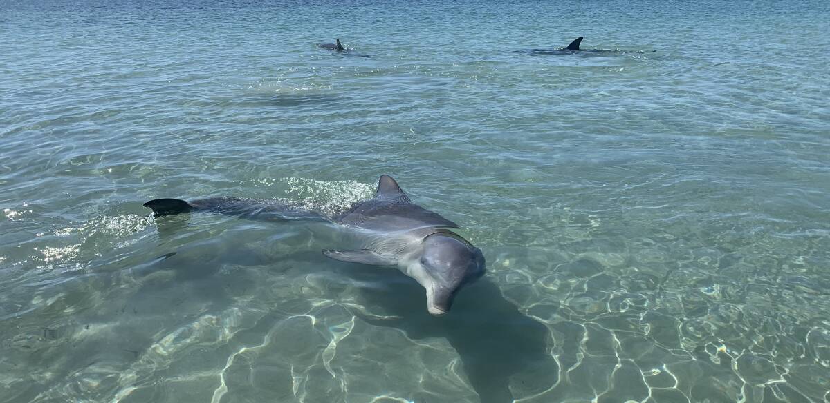 Dolphins joined residents for a swim at Western Beach, occurring after the beach amenity restoration. Photo by Peter Maccora.