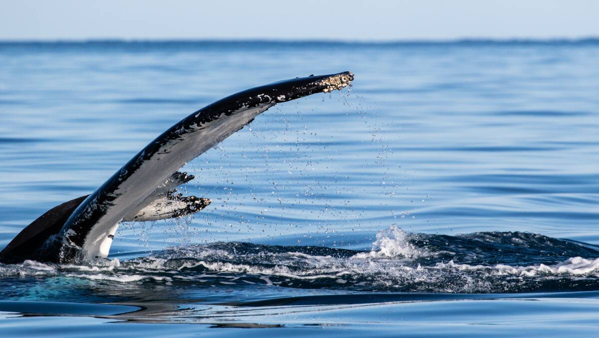 Humpback whale in Geographe Bay. Photo by Chandra Salgado Kent.