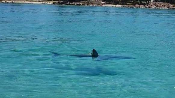 A tagged bronze whaler shark was detected in Geographe Bay by the Busselton receiver.