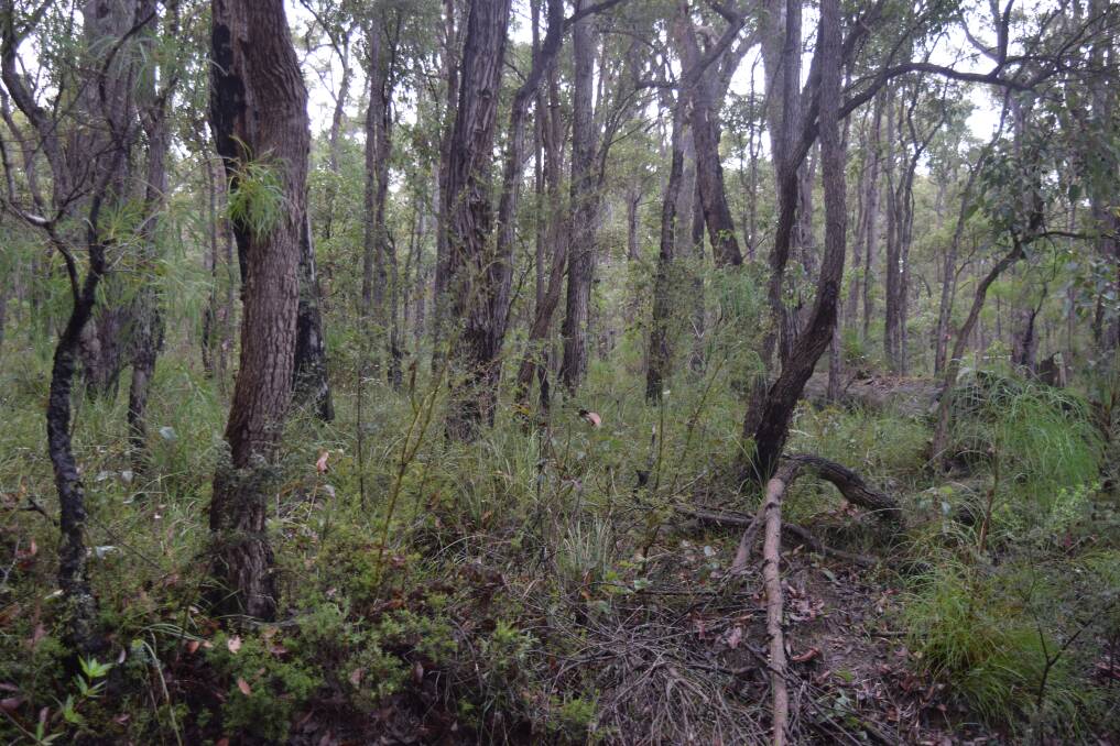 Barrabup Forest in Nannup.