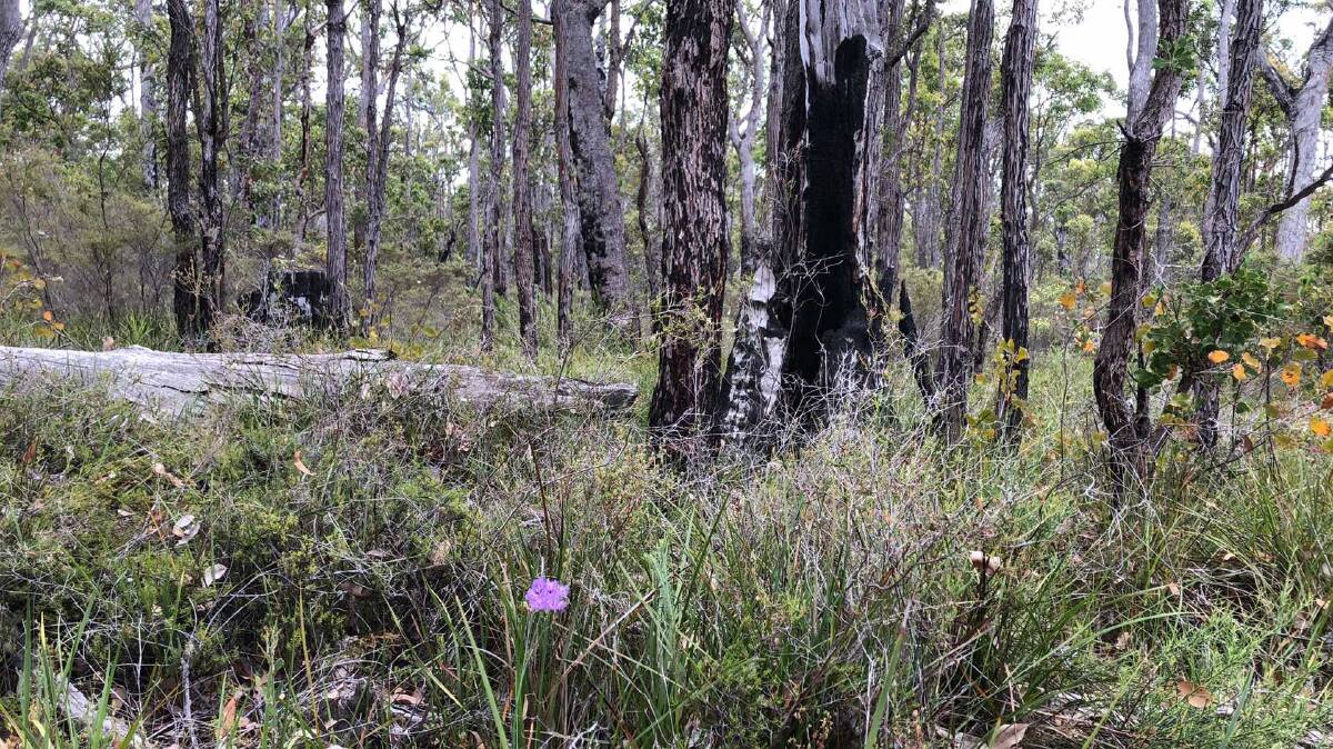 Protesters have been in Helms Forest near Nannup to protect it from logging. Image supplied.