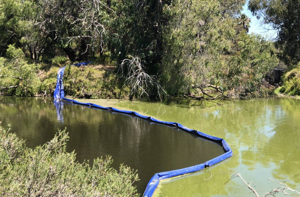 Separation curtains have shown how algal blooms can vary in the river due to different physical and biological conditions. Image supplied.