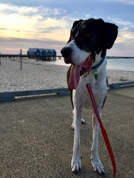 Anzac the Great Dane is currently the largest dog POOPS walks in Busselton, volunteers can elect to pick a dog size if they prefer to avoid larger dogs. Image supplied.