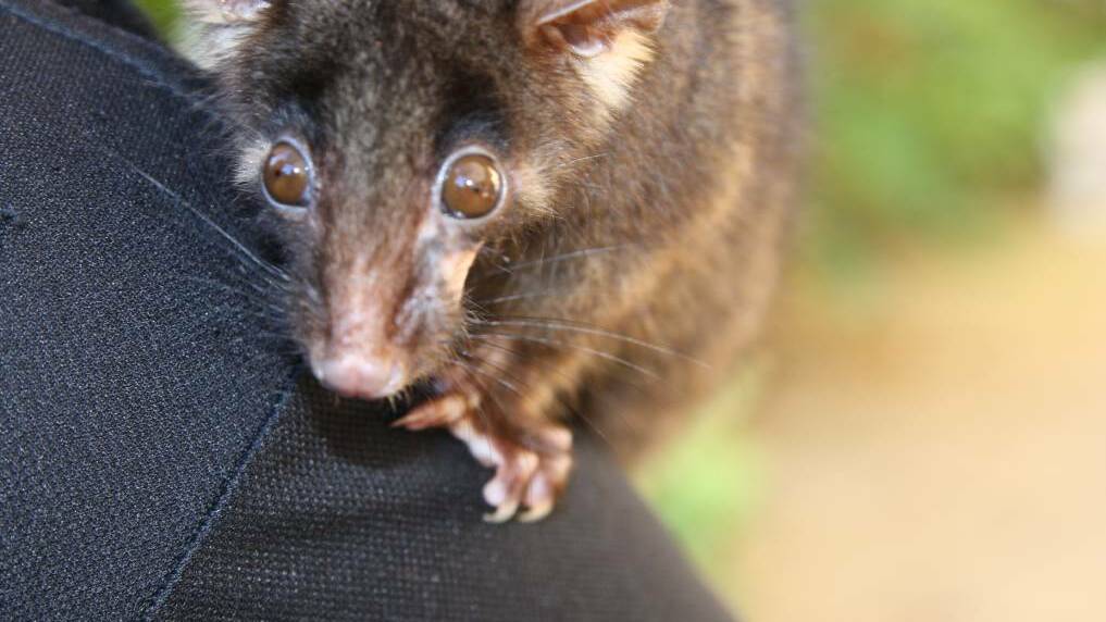 Call for residents to help a western ringtail possum tally