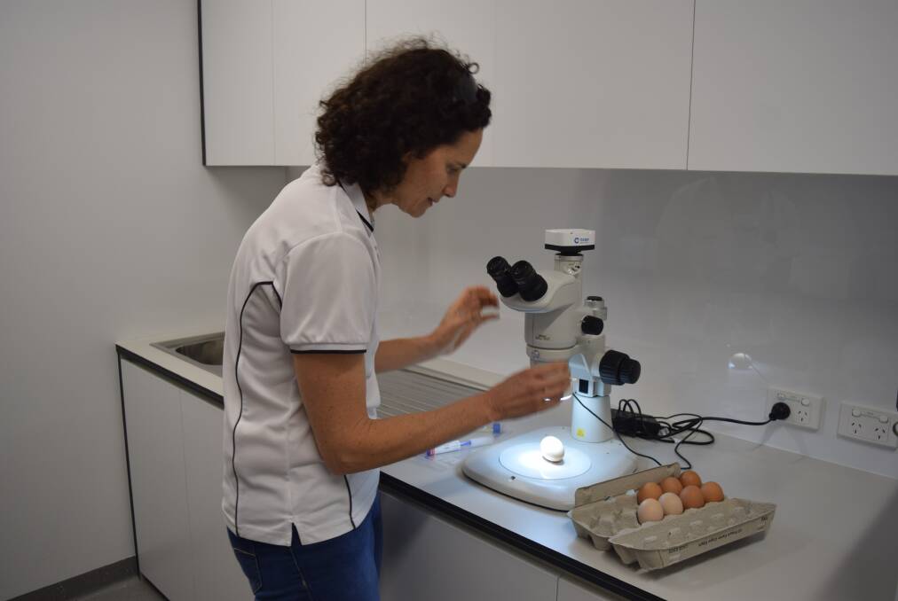 City of Busselton environmental health officer Jane Cook inside the lab examining egg shells for salmonella. She said wash hands regularly and keep surfaces clean.
