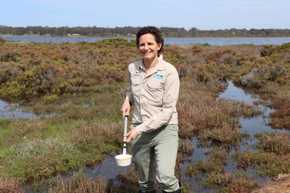 City of Busselton environmental health coordinator Jane Cook undertaking mosquito monitoring duties in wetland areas near Ford Road.