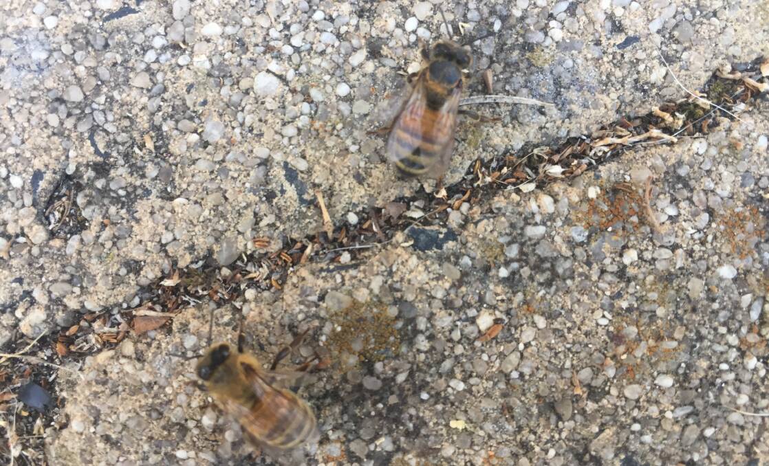 Bee deaths linked to fighting