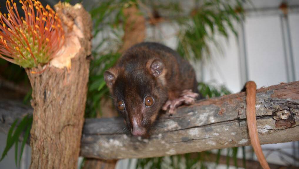 Western ringtail possums call backyards home