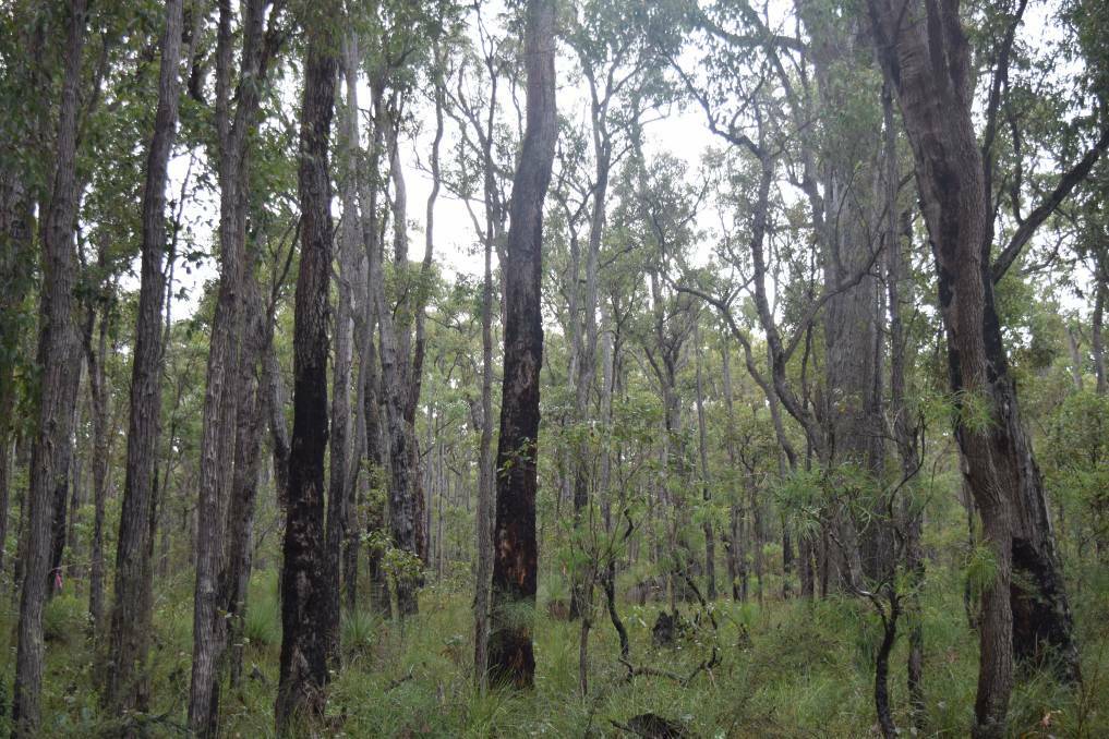 Foresters are calling for less expensive clearing permits for farmers to thin native forests on private properties.