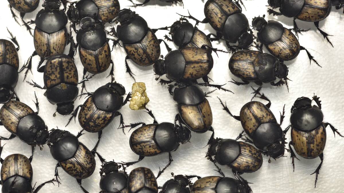 The world of dung beetles