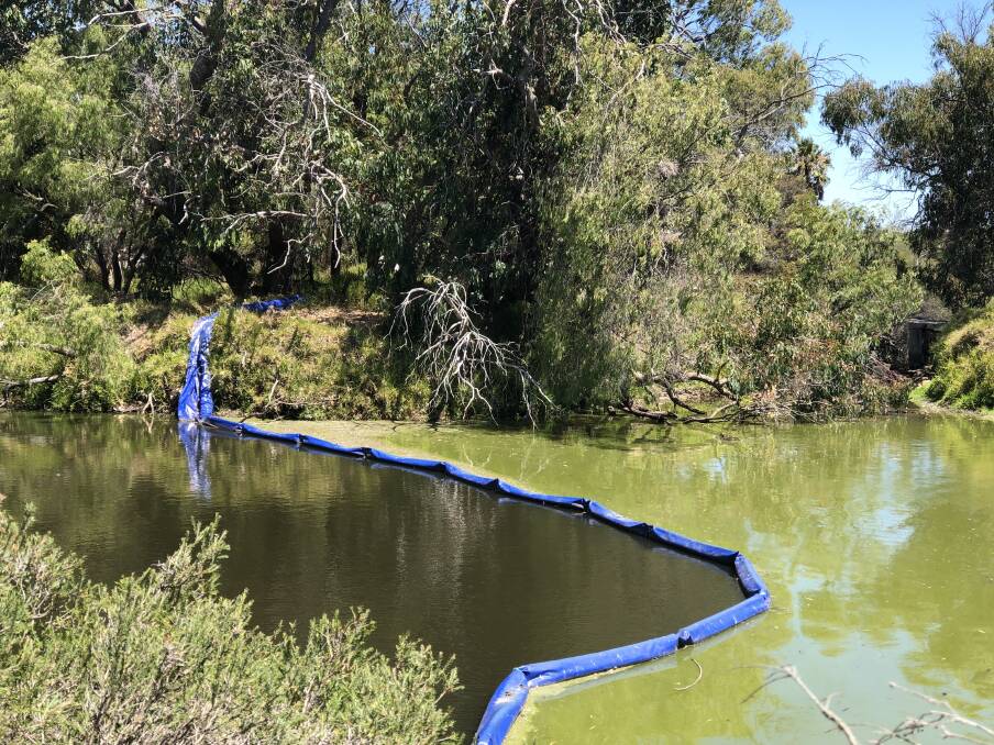 Separation curtains have shown how algal blooms can vary in the river due to different physical and biological conditions. Image supplied.