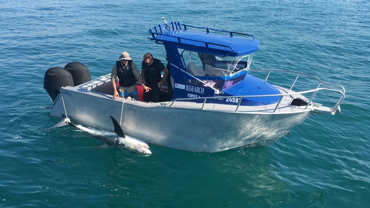 Department of Primary Industries with a baited shark caught in NSW Smart drum line trial. Image supplied