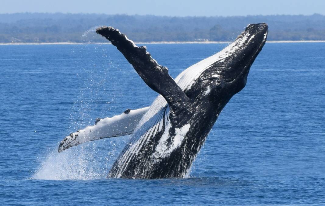 A humpback whale breaches in Geographe Bay.