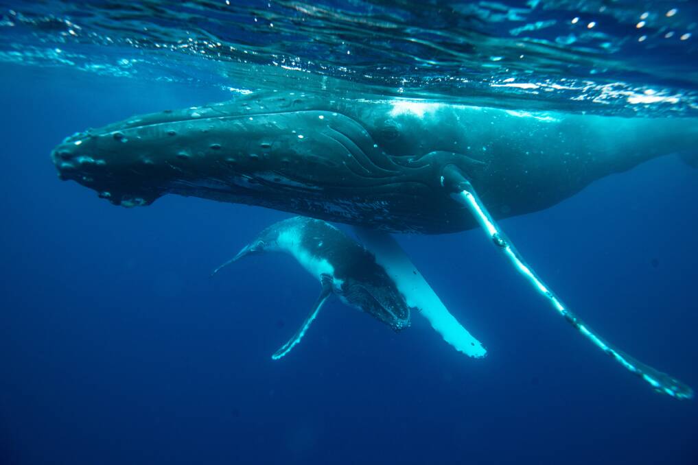 Whale Super Highway follows the journey of a humpback whale mother and its calf down the WA coastline. Image supplied.
