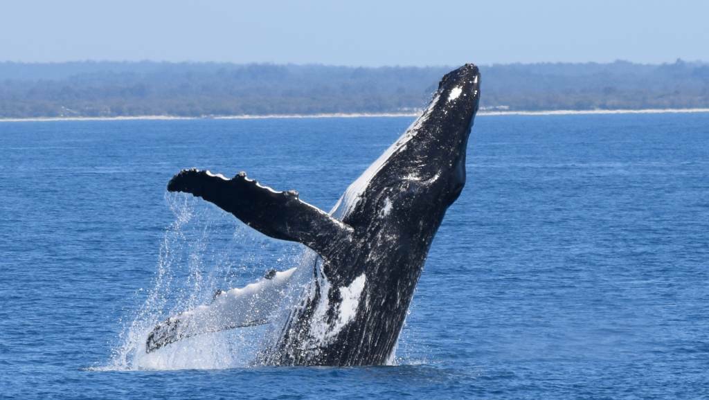 Humpback whale in Geographe Bay.