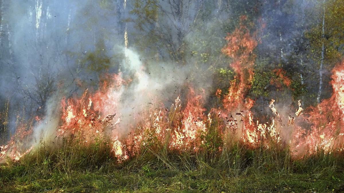 Bushfire risk sparks petition from locals