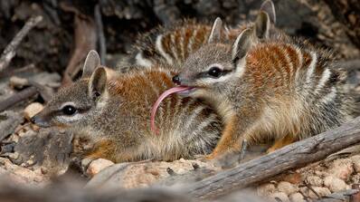 Numbats were once found all over Southern Australia are now confined to the South West. Image supplied.