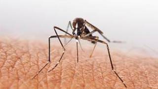 The Health Department have warned people in WA about increased risk of mosquito-borne diseases.