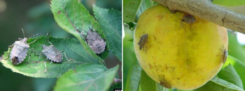A collection of nymph and adult BMSBs on a leaf, pictured left, and feeding damage on fruit caused by BMSB (right) (photos: Gary Bernon, Bugwood.org).